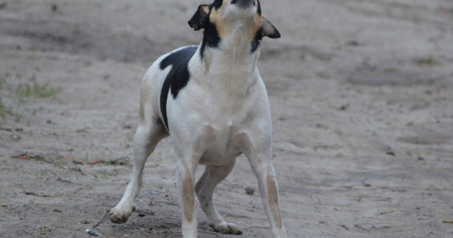 Motivele pentru care cainii latra la masini