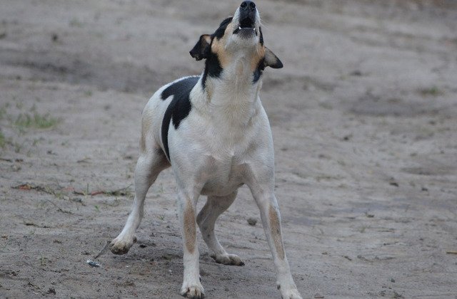 Motivele pentru care cainii latra la masini
