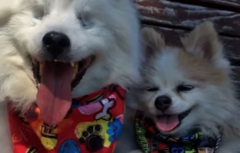  Video  Prietenia dintre doi caini, o lectie de viata pentru oameni