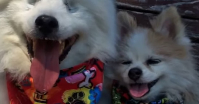  Video  Prietenia dintre doi caini, o lectie de viata pentru oameni