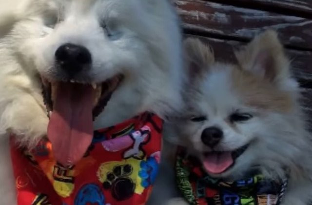 [Video] Prietenia dintre doi caini, o lectie de viata pentru oameni