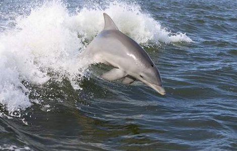 Zeci de delfini morti pe plajele romanesti