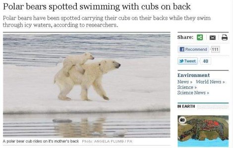 Ursii polari, derutati de schimbarile climatice