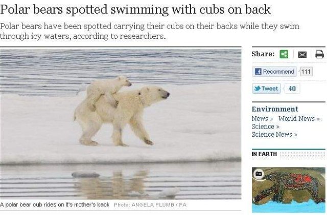 Ursii polari, derutati de schimbarile climatice