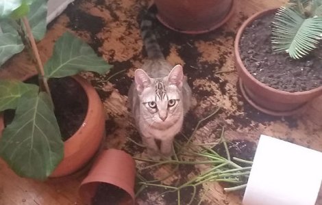  Top  15 momente cand stapanii au regretat ca si-au lasat animalele singure