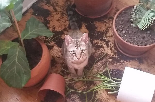 15 momente cand stapanii au regretat amarnic ca si-au lasat animalele singure in casa