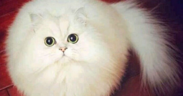  Top  Cele mai pufoase animale de pe planeta. Sunt adorabile!