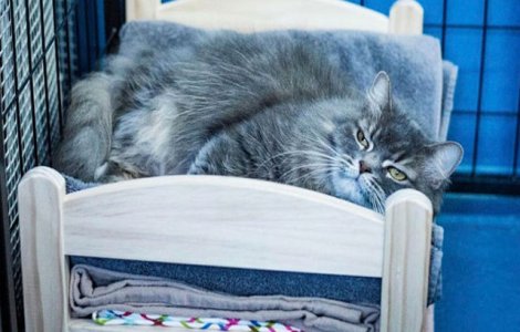 Ikea a donat paturi de papusi unui adapost pentru pisici