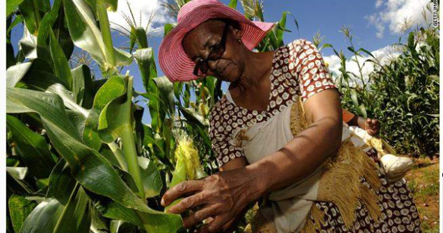 Africa, unul dintre marii producatori agricoli la nivel mondial?