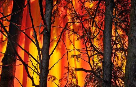 Incendiul de padure devastador in Israel