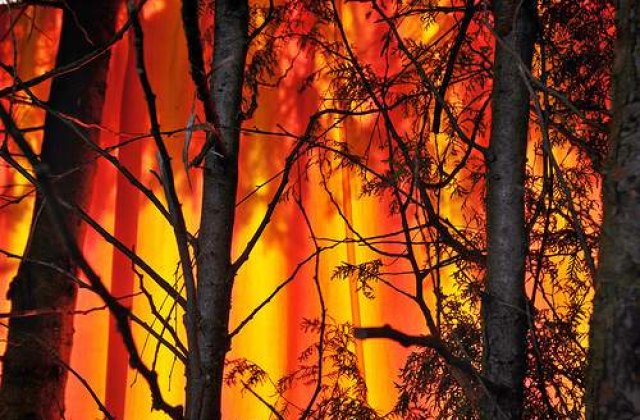 Incendiul de padure devastador in Israel