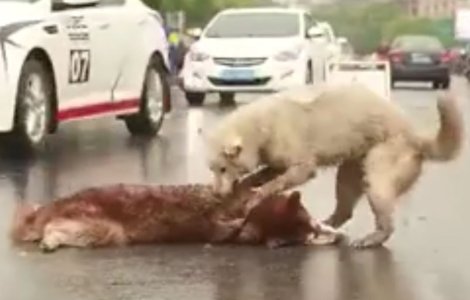 VIDEO Nu a vrut sa-si abandoneze nicio clipa prietenul lovit de masina