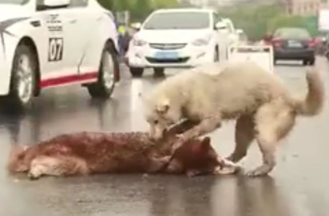 VIDEO Nu a vrut sa-si abandoneze nicio clipa prietenul lovit de masina