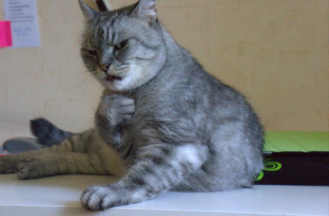 10 imagini cu pisici care ar merita un Oscar pentru reactiile lor