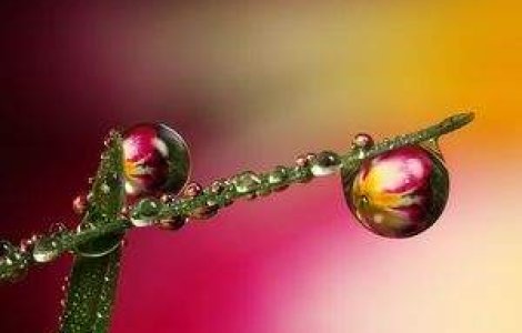 Imagini superbe Macro Photography