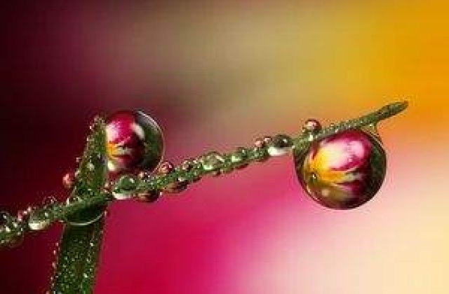 Imagini superbe Macro Photography