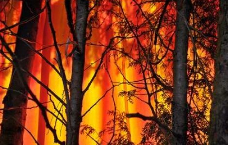 Doi tineri, arestati pentru provocarea incendiului din Israel