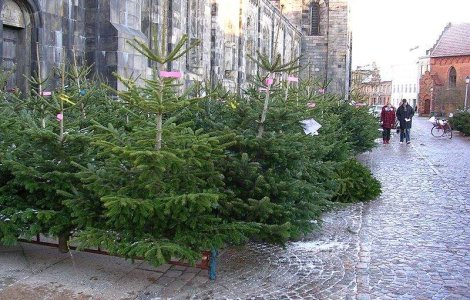 Peste 1.500 de brazi de Craciun, confiscati de politisti intr-o saptamana