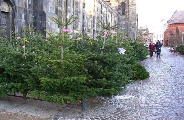 Peste 1.500 de brazi de Craciun, confiscati de politisti intr-o saptamana