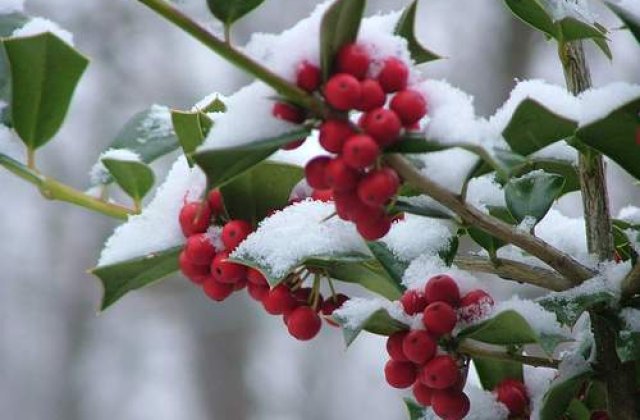 [Slideshow] Sfatul nutritionistului: Cum ne hranim in anotimpul rece