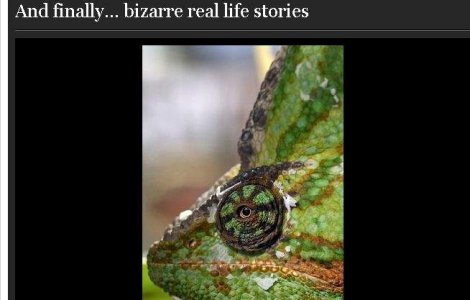 O noua specie de soparla, descoperita in meniul unui restaurant