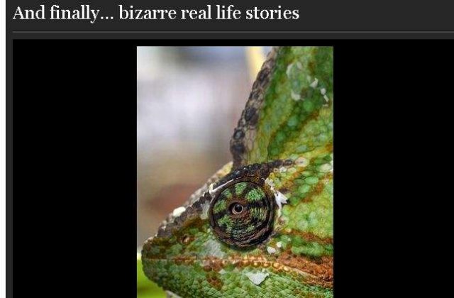 O noua specie de soparla, descoperita in meniul unui restaurant