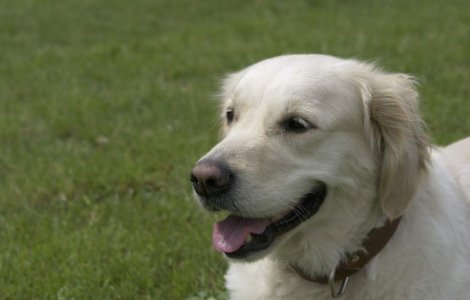 S-a casatorit cu o catea