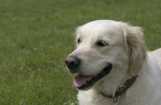 S-a casatorit cu o catea