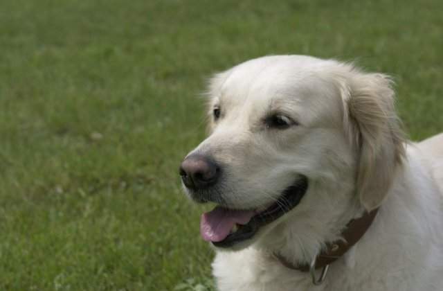 S-a casatorit cu o catea