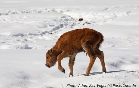 Primii pui de bizoni s-au nascut in aceasta primavara in Canada, dupa o pauza de 140 de ani