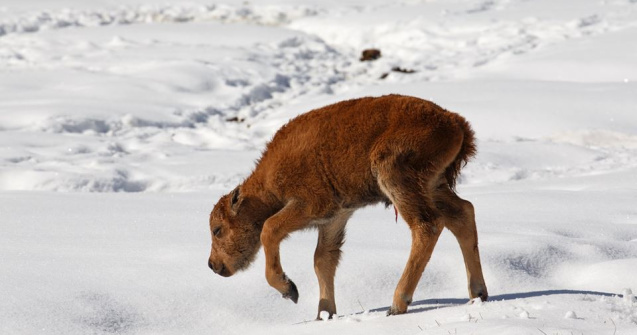 Primii pui de bizoni s-au nascut in aceasta primavara in Canada, dupa o pauza de 140 de ani