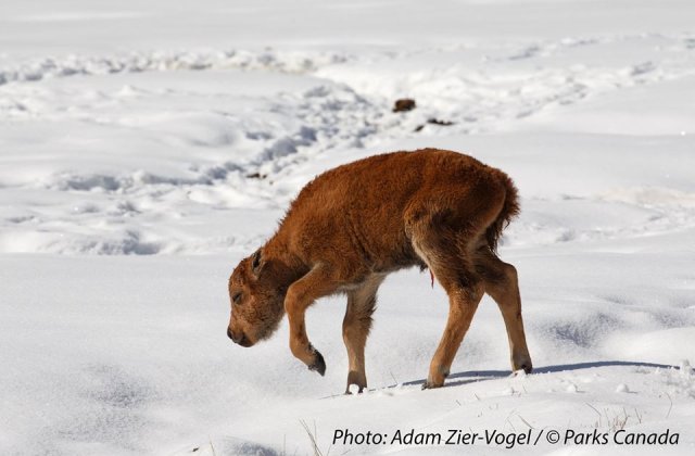 Primii pui de bizoni s-au nascut in aceasta primavara in Canada, dupa o pauza de 140 de ani