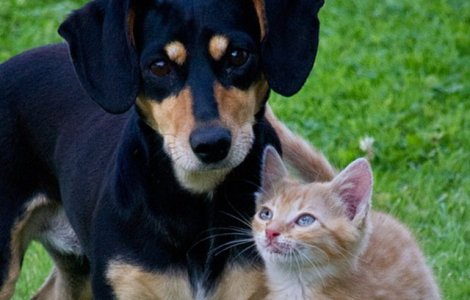 Topul animalelor care simt bolile si presimt dezastrele naturale