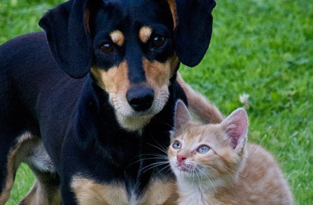 Topul animalelor care pot detecta existenta unei boli si presimt dezastrele naturale