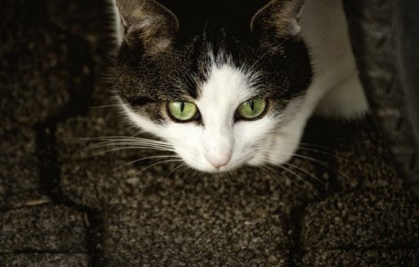 Motivul pentru care pisicile au pupilele verticale