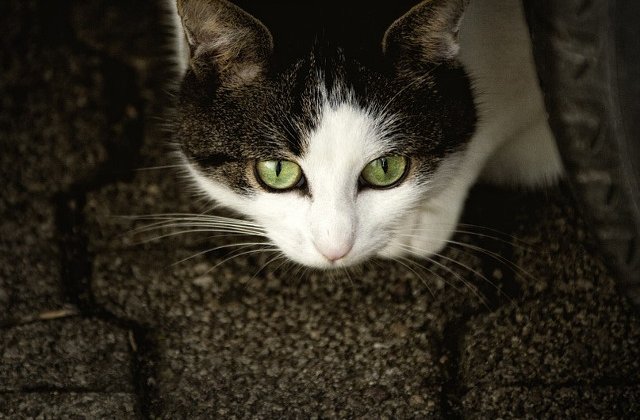 Motivul pentru care pisicile au pupilele verticale