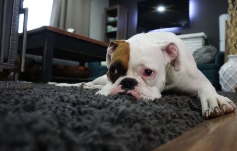  Top  Top 10+1 motive pentru care vei iubi aceste animale