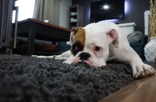 Top 10+1 motive pentru care vei iubi aceste animale