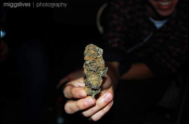 Marijuana, ornata ca brad de Craciun