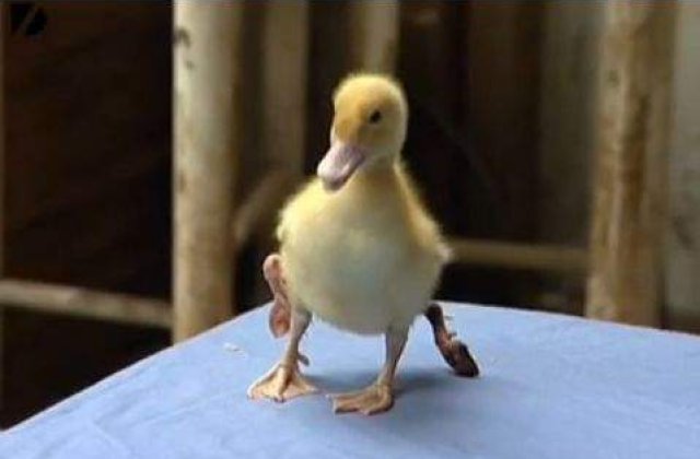 [VIDEO] "Ratusca cea urata" are 4 picioare