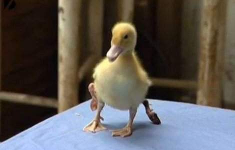  Video  "Ratusca cea urata" are 4 picioare