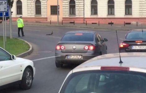 Un politist din Oradea a oprit traficul pentru a lasa o rata cu boboci sa treaca strada