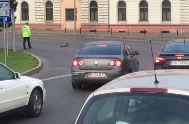 Un politist din Oradea a oprit traficul pentru a lasa o rata cu boboci sa treaca strada