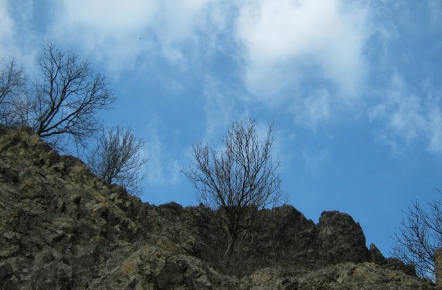 ASAS: Frigul din aprilie a afectat in totalitate livezile din anumite zone