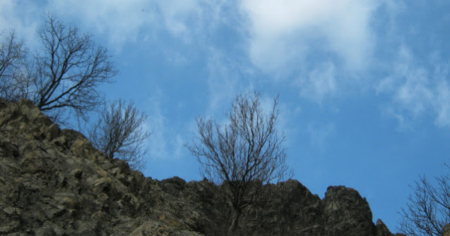 ASAS: Frigul din aprilie a afectat in totalitate livezile