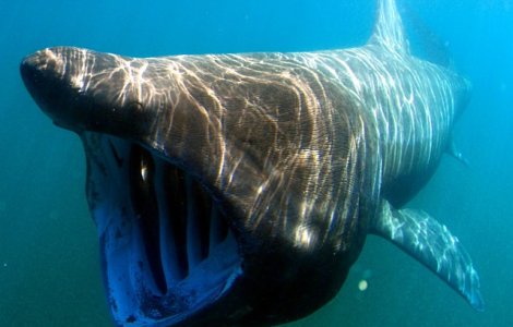  Top  Top 7 cele mai infricosatoare animale si pasari care exista pe Pamant