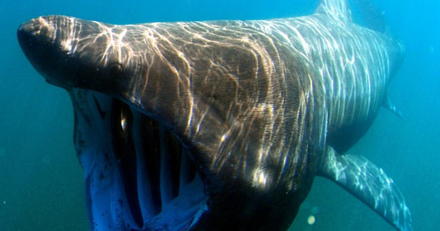  Top  Top 7 cele mai infricosatoare animale si pasari care exista pe Pamant