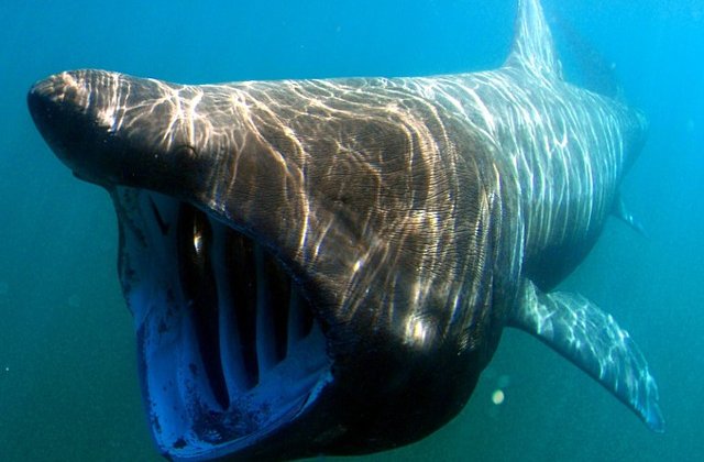 Top 7 cele mai infricosatoare animale si pasari care exista pe Pamant