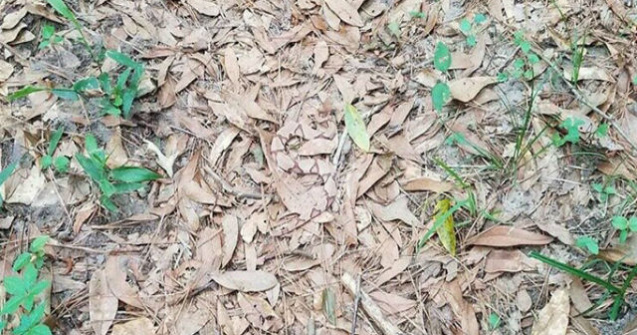 Tu poti vedea sarpele din aceasta imagine?