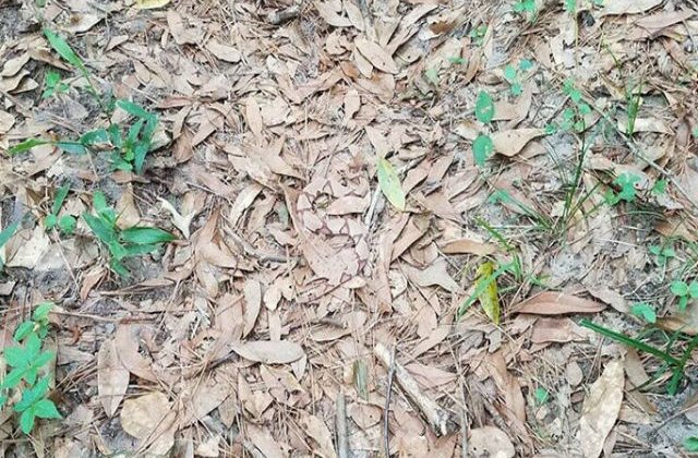 [FOTO] Tu poti vedea sarpele din aceasta imagine?